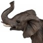 Preview: Stoßzähne vom Elefant 22 cm 756350 formano