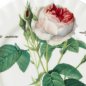 Preview: Teller Redoute Roses 297396 formano